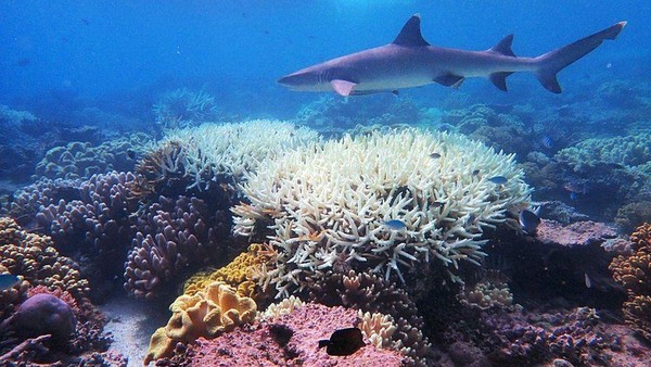 Apa Arti Ekosistem Laut
