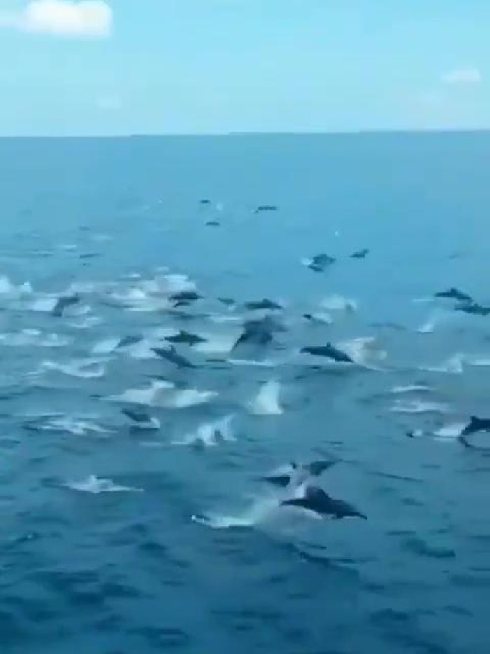 Video kemunculan ratusan lumba-lumba disebutkan terjadi di Labuan Bajo (Screenshot video viral)