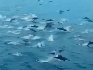 Viral Ratusan Lumba-lumba Muncul di Labuan Bajo, Ini Kata DKP NTT