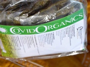 Tanaman Herbal Artemisia Obat Mujarab untuk COVID-19?
