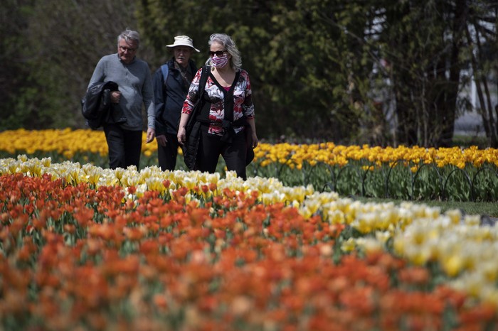 Bunga tulip warna-warni mekar di Commissioners Park, Ottawa, Ontario, Kanada. Festival tulip ini berlangsung di tengah pandemi Corona yang terjadi di negara tersebut.