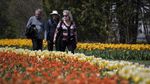 Cantiknya Warna-warni Bunga Tulip yang Bermekaran di Kanada