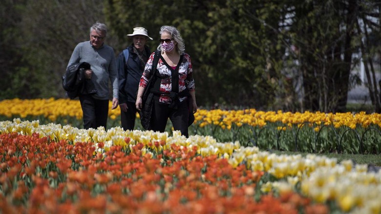 Bunga tulip warna-warni mekar di Commissioners Park, Ottawa, Ontario, Kanada. Festival tulip ini berlangsung di tengah pandemi Corona yang terjadi di negara tersebut.