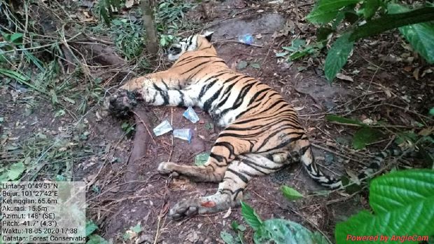 Harimau liar di Riau ditemukan mati terjerat di area hutan industri