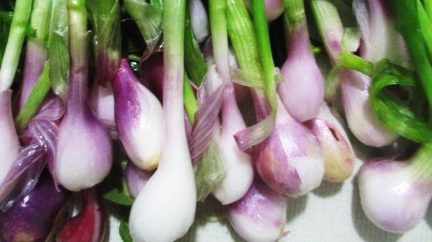 Shallot onions growing in earth