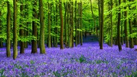 Setahun sekali, permadani biru hijau menyelimuti Cagar Alam Hutan Dockey Inggris dekat London. Destinasi yang dikelola oleh National Trust ini mampu menarik ribuan pengunjung.