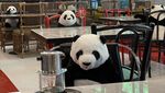 Cara Unik Resto di Thailand, Pelanggan Ditemani Panda