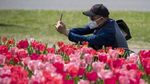 Cantiknya Warna-warni Bunga Tulip yang Bermekaran di Kanada