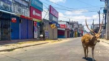 Seekor rusa liar berkeliaran di Sri Lanka. Foto: Bored Panda