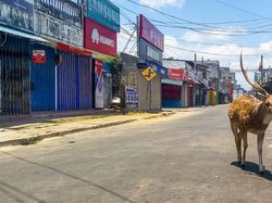 Potret Hewan Menyerbu Kota Saat Lockdown