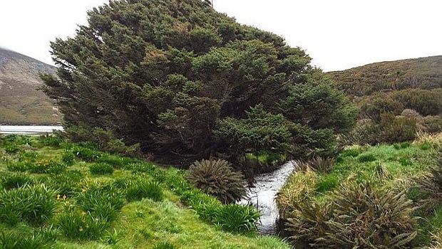 Pohon Sitka Spruce di Campbell Islands, Selandia Baru