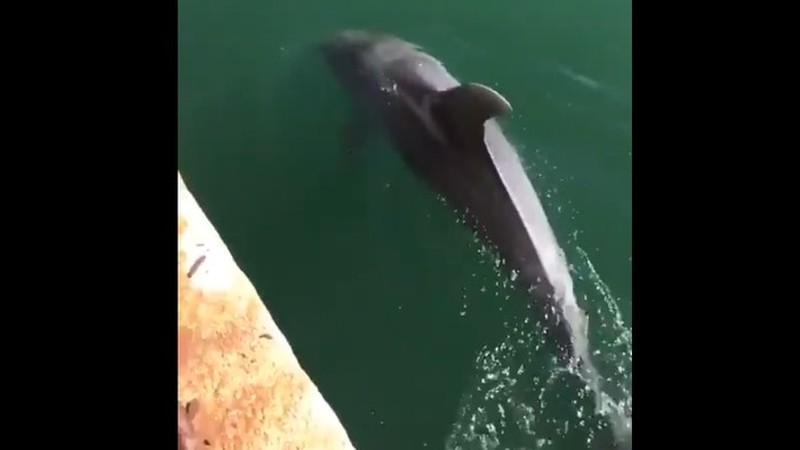 Hewan Liar Saat Lockdown