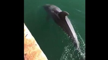 Lumba-lumba di Venesia. Foto: TheSpaceAcademy/Twitter