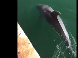 Potret Hewan Menyerbu Kota Saat Lockdown