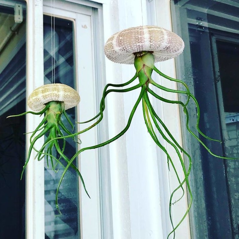 Deretan tanaman ini memiliki bentuk yang lucu dan menggemaskan, bahkan mirip mainan!