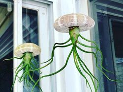 Tanaman Dengan Bentuk Lucu, Kayak Mainan!