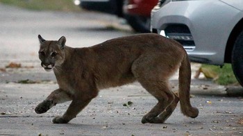 Puma terlihat di jalanan Santiago, Chili Foto: Bored Panda