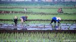 Petani di Bandung Tetap Garap Sawah di Tengah Pandemi