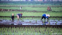 Sejumlah petani padi di Kecamatan Solokanjeruk, Kabupaten Bandung, Jawa Barat, menggarap sawahnya, Selasa (19/5/2020).