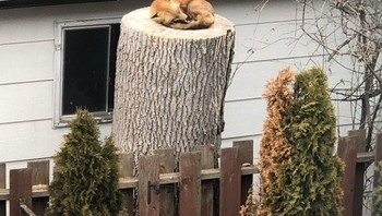 Rubah tengah istirahat di belakang rumah warga.  Foto: Bored Panda