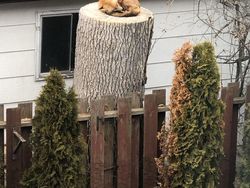 Potret Hewan Menyerbu Kota Saat Lockdown