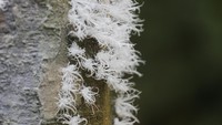 Beberapa flora dan fauna yang ada didalamnya termasuk berbagai jenis serangga sebagai elemen penting dalam ekosistem hutan yang berperan penting dalam suksesi ekologi sehingga hutan menjadi lestari. Foto: dok. RLU