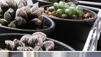 Tanaman yang ini mirip slime clear yang dibentuk dengan sangat cantik. Foto: littleleafgarden,chonkysuccs via Bored Panda