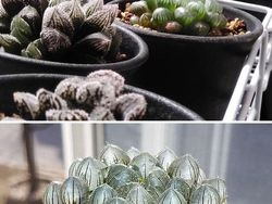 Tanaman Dengan Bentuk Lucu, Kayak Mainan!