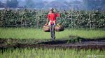 Petani di Bandung Tetap Garap Sawah di Tengah Pandemi