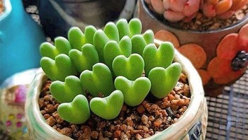 Cocok nih buat nembak atau nyatakan cinta kepada seseorang, uhuy! Foto: plantvalley.shop via Bored Panda