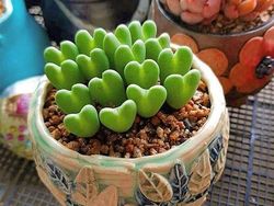 Tanaman Dengan Bentuk Lucu, Kayak Mainan!