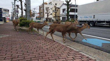 Kumpulan rusa berkeliaran di jalanan Nara, Jepang. Foto: Bored Panda