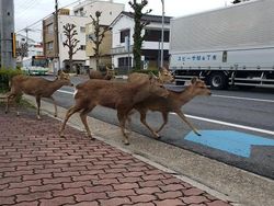 Potret Hewan Menyerbu Kota Saat Lockdown