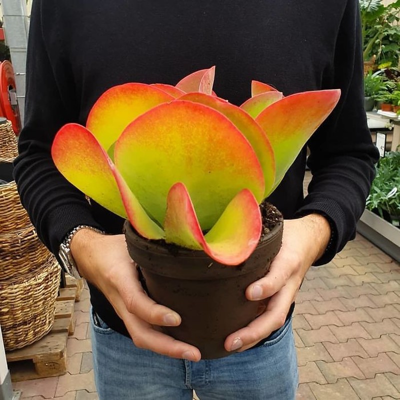 Deretan tanaman ini memiliki bentuk yang lucu dan menggemaskan, bahkan mirip mainan!