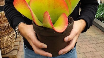 Bentuk Kalanchoe yang mengingatkan kita dengan keripik kentang, hmm yum. Foto: special_plants_world via Bored Panda