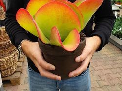 Tanaman Dengan Bentuk Lucu, Kayak Mainan!