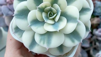 Echeveria, bagaikan bunga yang dibentuk dari fondant. Foto: lilplantboss via Bored Panda