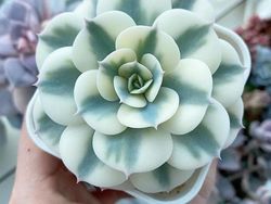 Tanaman Dengan Bentuk Lucu, Kayak Mainan!