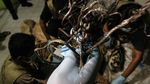 Harimau Sumatera Mati Terjerat di Area Hutan Industri