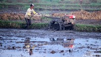Beragam aktivitas dilakukan para petani, mulai tanam padi hingga membajak sawah.