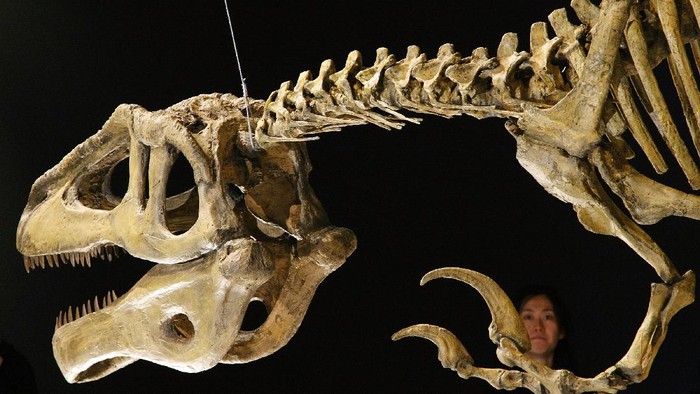 TOKYO - MARCH 13:  Megaraptor namunhuaiquii is displayed during the 