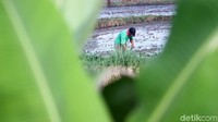 Seorang petani sedang mempersiapkan lahan sawahnya yang akan ditanami padi.