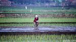 Petani di Bandung Tetap Garap Sawah di Tengah Pandemi