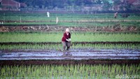 Penanaman dilakukan dengan tradisional, yaitu menancapkan bibit padi dengan berjalan mundur.