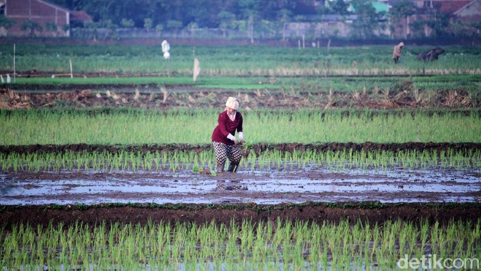 Para petani tetap menggarap sawahnya saat sebagian orang memilih di rumah saat pandemi Corona. Seperti terlihat di areal persawahan Solokanjeruk, Bandung.