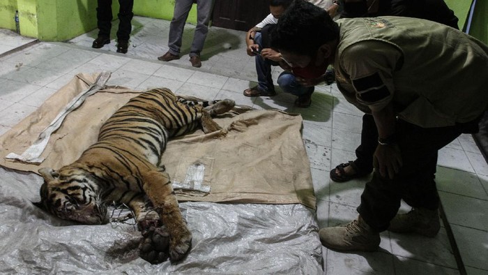 Petugas Balai Besar Konservasi Sumber Daya Alam (BBKSDA) Riau memperlihatkan sling besi yang dijadikan jeratan seekor Harimau Sumatera (Panthera tigris sumatrae) yang mati saat dilakukan nekropsi , di Kantor BBKSDA Riau, di Pekanbaru, Riau, Senin (18/5/2020) malam. Harimau Sumatera jantan ini ditemukan mati di area konsesi PT Arara Abadi, Desa Minas Barat dengan kondisi kaki terluka parah akibat terkena jeratan. ANTARA FOTO/Rony Muharrman/foc.