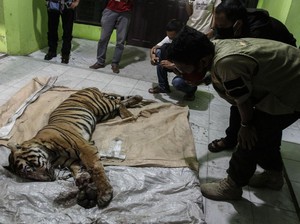 Tanggapan Sinar Mas soal Harimau Mati Terjerat di Area Konsesi