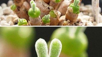 Tanaman berair yang bentuknya mirip kelinci, lucu! Foto: seedscactus