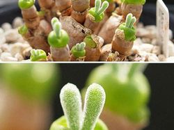 Tanaman Dengan Bentuk Lucu, Kayak Mainan!