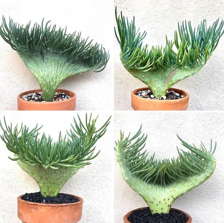 Tanaman Dengan Bentuk Lucu, Kayak Mainan! Deretan tanaman ini memiliki bentuk yang lucu dan menggemaskan, bahkan mirip mainan!